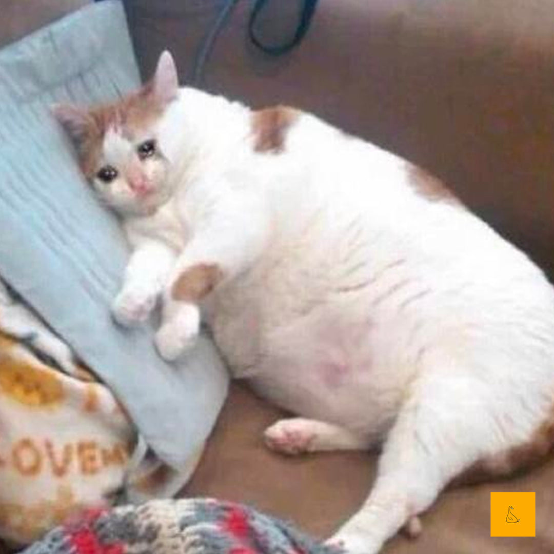 Sad sales fat cat